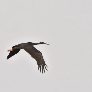 la Cicogna Nera... - the Black Stork ...